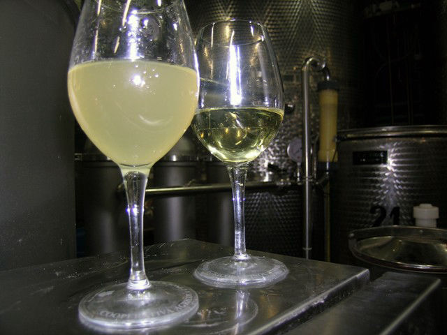 Cantine produttori di vino
